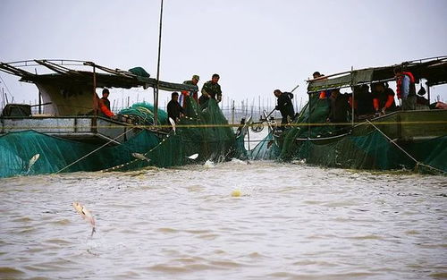 做好“水”文章 洪澤特色水產(chǎn)養(yǎng)殖拓寬富民路